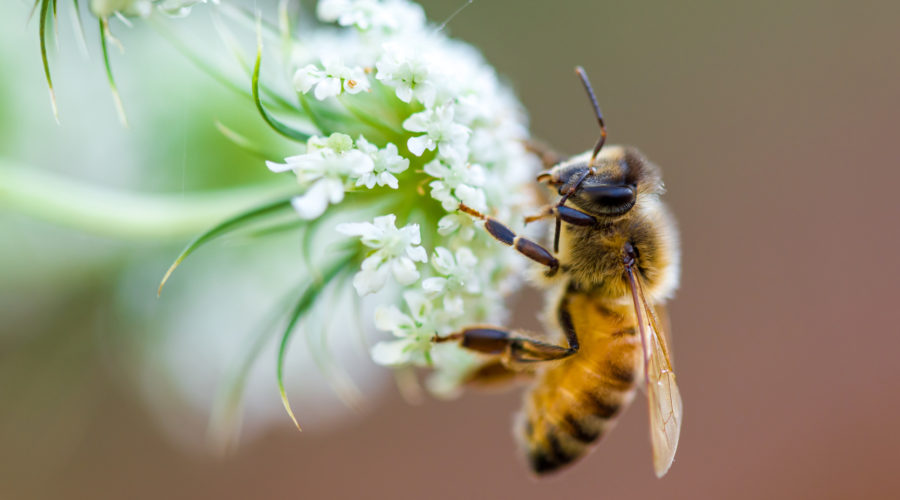 bee totem